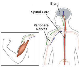 The peripheral nerves carry motor signals from the spinal cord to the body’s muscles. Muscle contraction creates sensations that are sent through the peripheral nerves to the spinal cord.