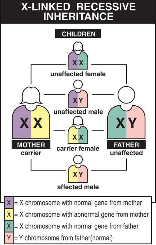 Diseases inherited in an X-linked recessive pattern mostly affect males because a second X chromosome usually protects females from showing symptoms.