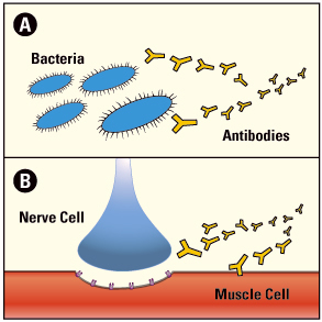 Normally (A), the immune system releases antibodies to attack foreign invaders, such as bacteria. In autoimmune diseases (B), the antibodies mistakenly attack a person’s own tissues. In LEMS, they attack and damage nerve cells.