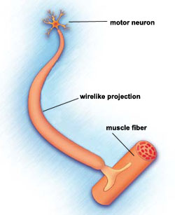 Muscle-controlling nerve cells (motor neurons) are located mostly in the spinal cord. Long, wire-like projections connect the motor neurons to muscles in the limbs and trunk. Normally, signals from the neurons to the muscles cause muscles to contract. In SMA, motor neurons are lost, and muscles can’t function.