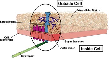 In the 1990s, scientists learned that clusters of sarcoglycan and dystroglycan protein molecules poked through the muscle cell membrane, with dystrophin, just inside the cell, attached.