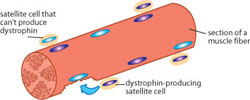 If a degenerating fiber is repaired by a sufficient number of dystrophin-producing satellite cells, it will probably survive. If it's repaired mostly by cells that can't make dystrophin, it's likely to die.