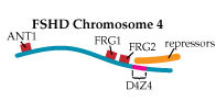 A D4Z4 region that’s too short may keep the repressors from landing on the chromosome, allowing nearby genes to be activated.
