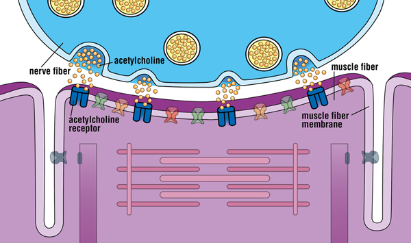 Acetylcholine leaves the nerve fiber and docks on receptors in the muscle membrane, causing that area of the muscle fiber to become slightly more positive (“depolarized”).