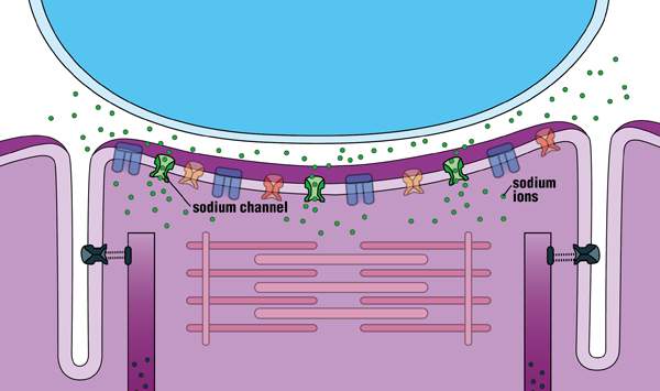 Sodium channels open in response to this small depolarization, permitting a huge flow of positively charged sodium ions to enter the muscle fiber. The depolarization is greatly amplified, and a brief electrical impulse (“action potential”) spreads throughout the fiber.