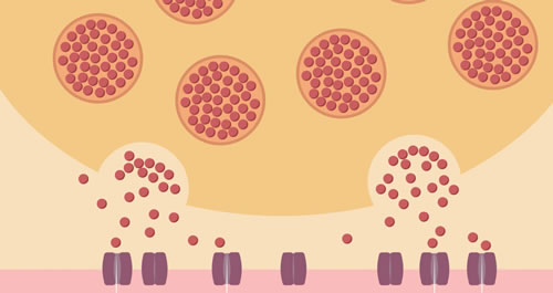 Image of a cell in the body