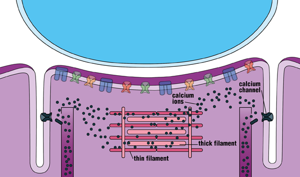 Depolarization of the muscle fiber is sensed by calcium channels and triggers the release of calcium ions from internal storage areas. This flood of released internal calcium is the chemical signal that causes the thick and thin filaments of the muscle fiber to slide past each another (contract).