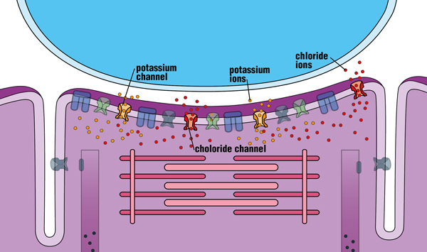 The sodium channels spontaneously close, potassium channels open, and positively charged potassium ions exit the fiber. Chloride channels also stay open, and negatively charged chloride ions enter the fiber. All these actions cause the inside of the fiber to become more negative (“repolarized”). The muscle fiber returns to its resting state, calcium is pumped back into the internal storage vesicles, and the fiber is now ready to accept another surge of positively charged ions in response to stimulation from a nerve fiber. (When several muscle fibers are at rest, a muscle can relax.)  