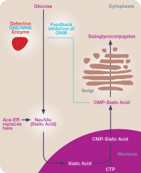 Click on the image to enlarge: Ace-ER is designed to replace sialic acid, which is deficient in patients with this disease. It is expected that the muscles will pick up increased amounts of sialic acid from the serum and incorporate it into proteins and fats, potentially improving muscle strength and function over time.