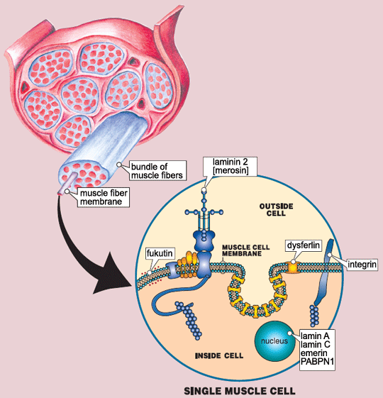 Muscles are made up of bundles of fibers (cells). Groups of proteins along the membrane surrounding each fiber and within the cell help to keep muscle cells working properly. When one of these proteins is absent or inadequate (because a gene fails to make it properly), the result can be a form of muscular dystrophy. Absence of or defects in different proteins are among the causes of different types of muscular dystrophy. The absence of some protein functions in the cell’s nucleus (emerin, lamin A, lamin C) leads to Emery-Dreifuss muscular dystrophy.