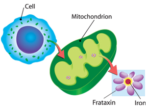 FA is caused by a severe deficiency of the frataxin protein inside cellular structures called mitochondria. Frataxin normally acts as a storage depot for iron.