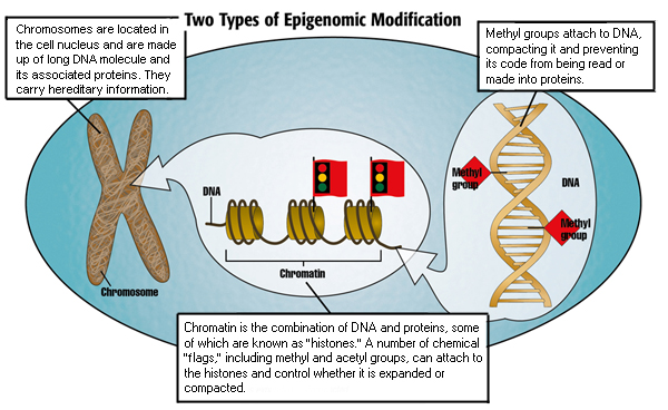 Gene silencing can be the result of “epigenetic” control. In the case of FA, chemical flags called acetyl groups, which signal to the cell that the gene is open and ready for its protein-making instructions to be read, are lost. HDACs prevent the loss of these flags, essentially maintaining the gene’s “active” status.