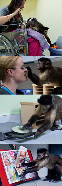 Trainees at Helping Hands Monkey College in Boston learn many tasks, including (from top) placing items in the trash, adjusting their person’s eyeglasses, changing a DVD and turning magazine pages.