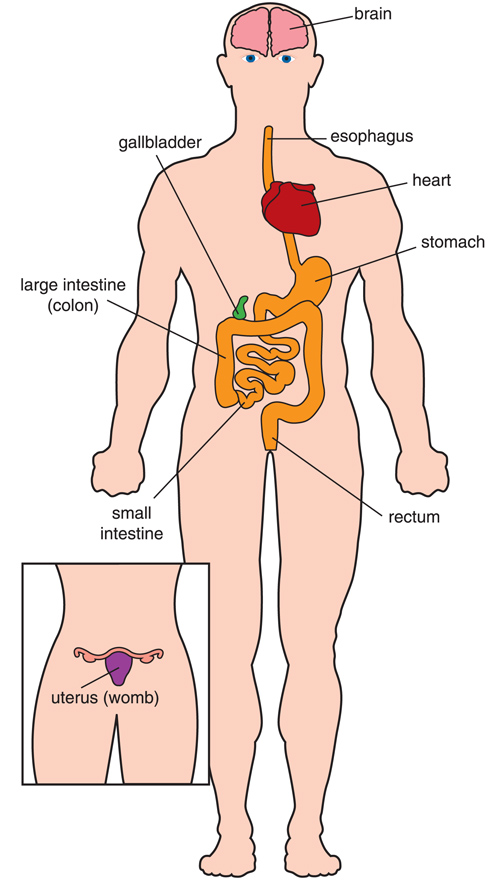 The digestive tract and uterus (womb) often are affected in type 1 myotonic dystrophy. These organs contain involuntary muscles, which can weaken or develop myotonia (trouble relaxing). Abnormalities in the brain can lead to excessive sleepiness or apathy. The heart (especially the “electrical” part) also can be affected.