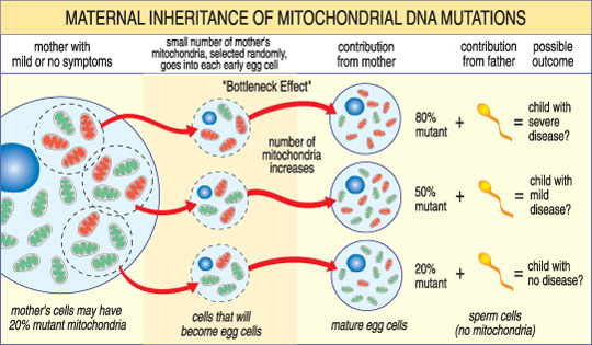 The severity of a mitochondrial disease in a child depends on the percentage of abnormal (mutant) mitochondria in the egg cell that formed them.