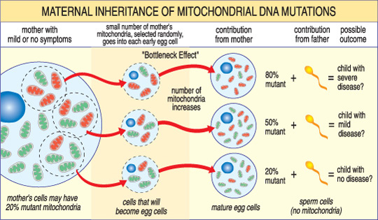 Hasil gambar untuk maternal inheritance mitochondria