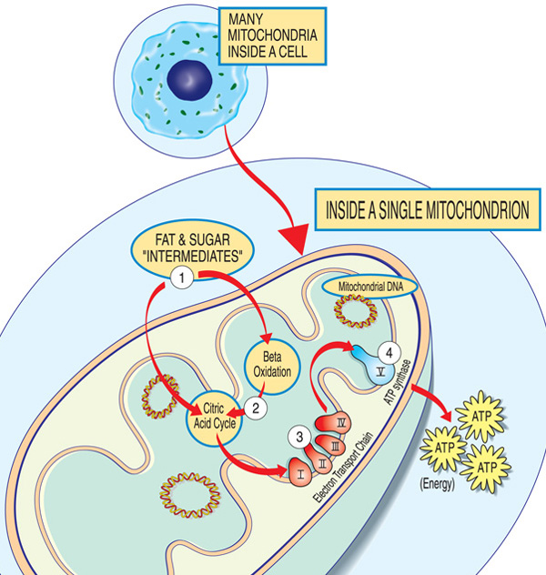 Each mitochondrion is an energy factory that “imports” sugars and fats, breaks them down and “exports” energy (ATP) via these steps: Fat and sugar intermediates enter the mitochondrion. Fatty acids are broken down through beta oxidation and the removal of electrons in the citric acid cycle. Electrons are passed through the major complex of the electron transport chain. ATP is made by ATP synthase.