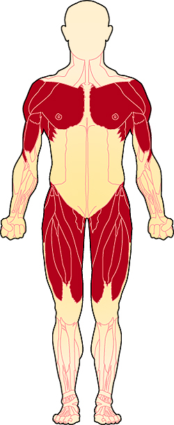 A diagram of which muscles are affected in LGMD.
