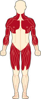 In the early stages, DMD affects the shoulder and upper arm muscles and the muscles of the hips and thighs. These weaknesses lead to difficulty in rising from the floor, climbing stairs, maintaining balance and raising the arms.