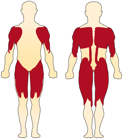  I muscoli più vicini al centro del corpo (muscoli prossimali) sono solitamente più colpiti nella SMA rispetto ai muscoli più lontani dal centro (muscoli distali).