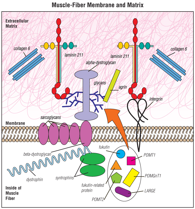 Muscle fibers are surrounded by a membrane that separates the inside of the fiber from the material outside the fiber — the extracellular matrix. Most of the molecular defects that cause congenital muscular dystrophies affect proteins in the extracellular matrix, such as laminin 211, integrin, collagen 6 or alpha-dystroglycan. The proteins known as fukutin, fukutin-related protein, POMT1, POMT2, POMGnT1, LARGE and others all participate in a special “sugar coating” (glycosylation) of alpha-dystroglycan. The sugar coating is shown as the blue, branchlike structures in this illustration. The branches are known as glycans. Various other proteins shown — such as the sarcoglycans and dystrophin — can, when flawed or missing, cause muscular dystrophies other than CMD.