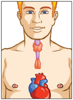 Too much or too little hormone production from the thyroid gland can result in a myopathy (muscle disease).