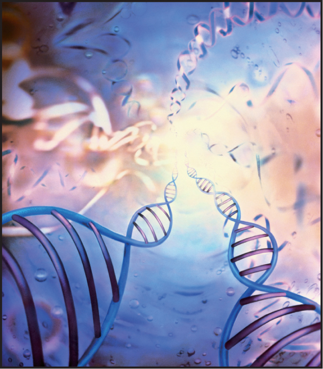 Having "G" (guanine) instead of "T" (thymine) at a particular position in the DNA for osteopontin correlated with a more severe DMD course.