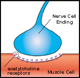 At a normal neuromuscular junction, a nerve cell transmits chemical signals that float across a microscopic space and dock on acetylcholine receptors on a muscle cell.