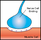At a neuromuscular junction in myasthenia gravis, there are fewer than the usual number of acetylcholine receptors on the muscle cell. Therefore, a large percentage of them can be blocked by a muscle-relaxing drug, leading to temporary paralysis.