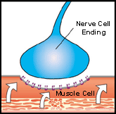 At a neuromuscular junction in malignant hyperthermia, a molecular gate deep inside the muscle cell stays open, releasing a dangerously large amount of calcium into the cell.