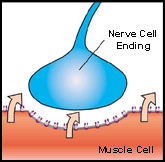 At a neuromuscular junction in spinal muscular atrophy or amyotrophic lateral sclerosis, an abnormal nerve cell can fail to transmit signals to a muscle cell. In response, the muscle cell sprouts many new acetylcholine receptors. When these are activated by a muscle-relaxing drug, a dangerously large amount of potassium can be released from inside the muscle cell.