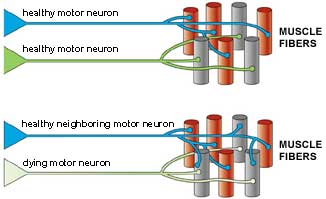 Motor Neurons and Muscle Fibers: When a motor neuron dies, a neighboring motor neuron can "sprout" new nerve endings to control the muscles fibers "orphaned" by the dying neuron, but these new connections aren't as strong as the original ones.