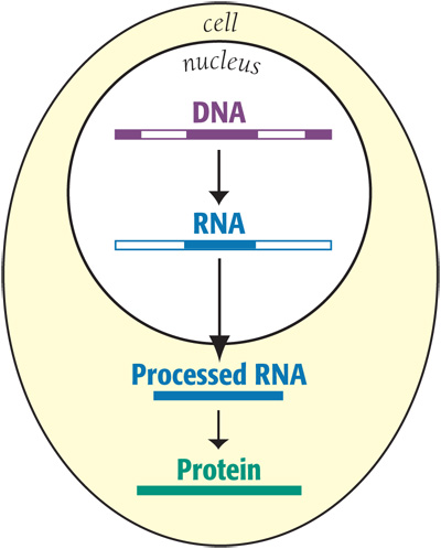 https://www.mda.org/sites/default/files/pictures/DNA-RNA-Protein.jpg
