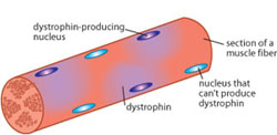 Female DMD carriers have muscle fibers with some nuclei that produce dystrophin and others that don't. A fiber in which about half the nuclei produce dystrophin will survive if the distribution of these dystrophin-competent nuclei is fairly even.