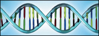 Genes are strings of DNA, a compound that contains the nucleic acids adenine (red) and thymine (green), stuck to each other; and guanine (blue) and cytosine (yellow), stuck to each other, in a particular order. A missing, extra or changed nucleic acid sequence can (but doesn’t always) cause a genetic disease. For more about DNA and inheritance, see “Facts About Genetics and Neuromuscular Diseases.”