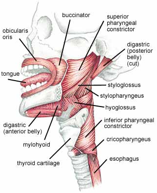 The many muscles involved in speaking and swallowing can weaken in neuromuscular disorders. Speech-language pathologists can help people compensate for such weakness.