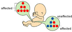 If mutations occur early in the germ line, they affect many "offspring" of the germ cells. If mutations occur later, they affect fewer cells.